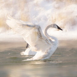 Liz Shaw – Bella Designs LLC #1