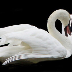 Liz Shaw – Bella Designs LLC #2