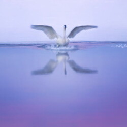 Liz Shaw – Bella Designs LLC #3