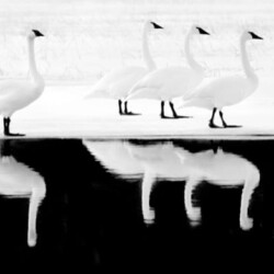 Liz Shaw – Bella Designs LLC #4